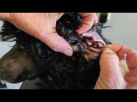 Video: 3 sätt att applicera hårvax