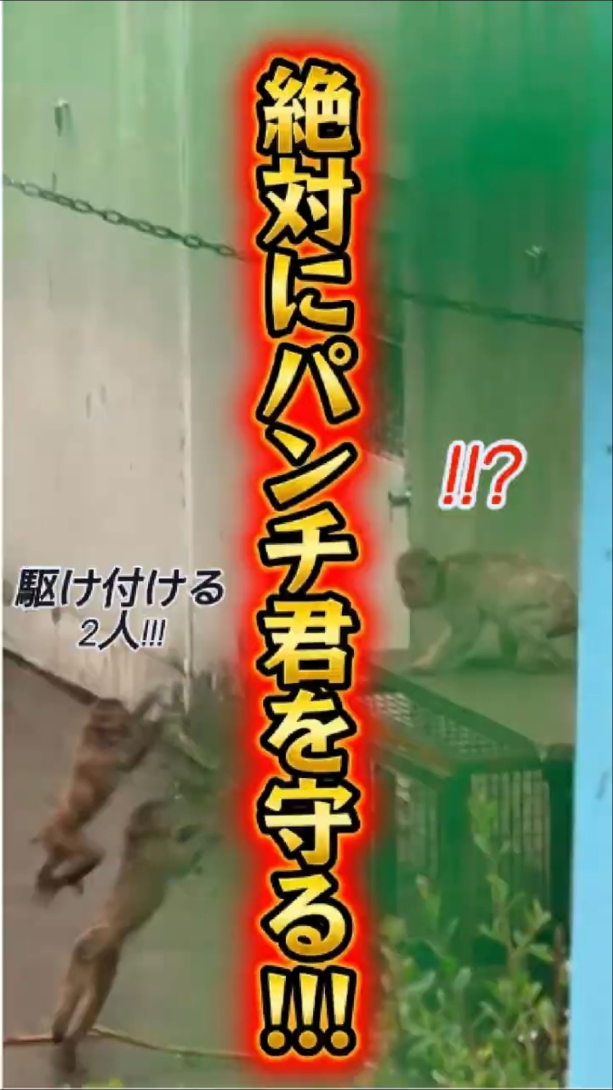 Absolutely] Two friends acted simultaneously to protect Punch-kun