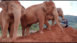 Elephant Keep Follow Woman Whom She Loves And Be Together - ElephantNews screenshot 5
