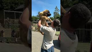 Lion king   #puppy #love #leonberger #adorable