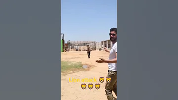 لحظة هجوم اسد على المديع مباشر Lion Attacks Man 