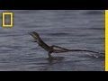 Jesus Christ Lizard | National Geographic