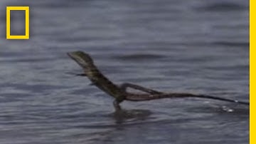 Jesus Christ Lizard | National Geographic