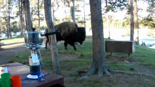 Yellowstone 2012 in 4 minutes