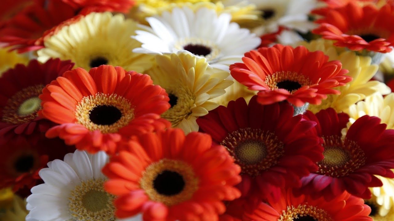 Gerbera Daisy care gerbera Daisy winter season plants flowering