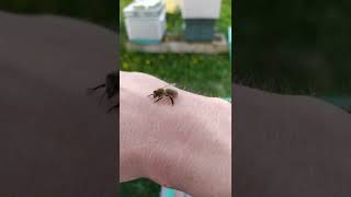 как жалит пчёлка #dobrosot