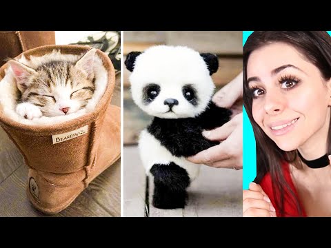 cute-baby-animal-moments-video-compilation