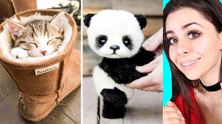 Cute BABY ANIMAL Moments Video Compilation