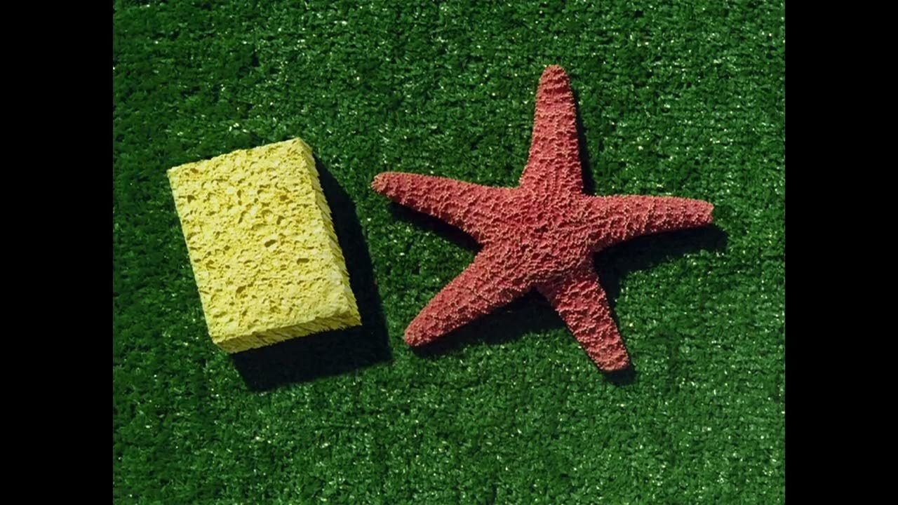 LiveAction Dried SpongeBob and Patrick for 10 Hours YouTube