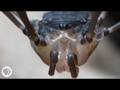 Daddy Longlegs Risk Life ... and Especially Limb ... to Survive | Deep Look