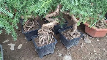 Bán cây tùng xương cá chậu to và nhỏ 0977973535