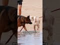 Two dogs die in hot car#Dog #HotCar #AnimalWelfare #Scotland #PetCare  #NewsAlert #TikTokNews
