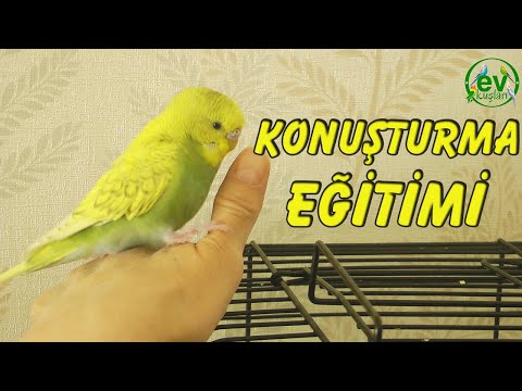 Muhabbet Kuşu Nasıl Konuşturulur Konuşturma Eğitimi