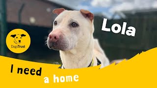Lola the lovable Shar Pei cross | Dogs Trust Shoreham