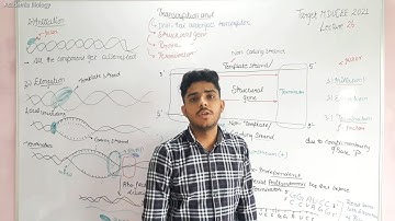 Transcription #mducee2023 #mducee  | formation of mRNA from DNA | Target MDUCEE-2023| lecture-26