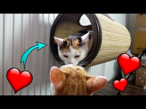 Video: Das beste von Katzen geprüfte Spielzeug für unabhängiges Spielen