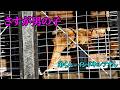 さすが男の子! ~ミオ親子とインドネシアくんの顔合わせ~ Lion (ライオン) 多摩動物公園