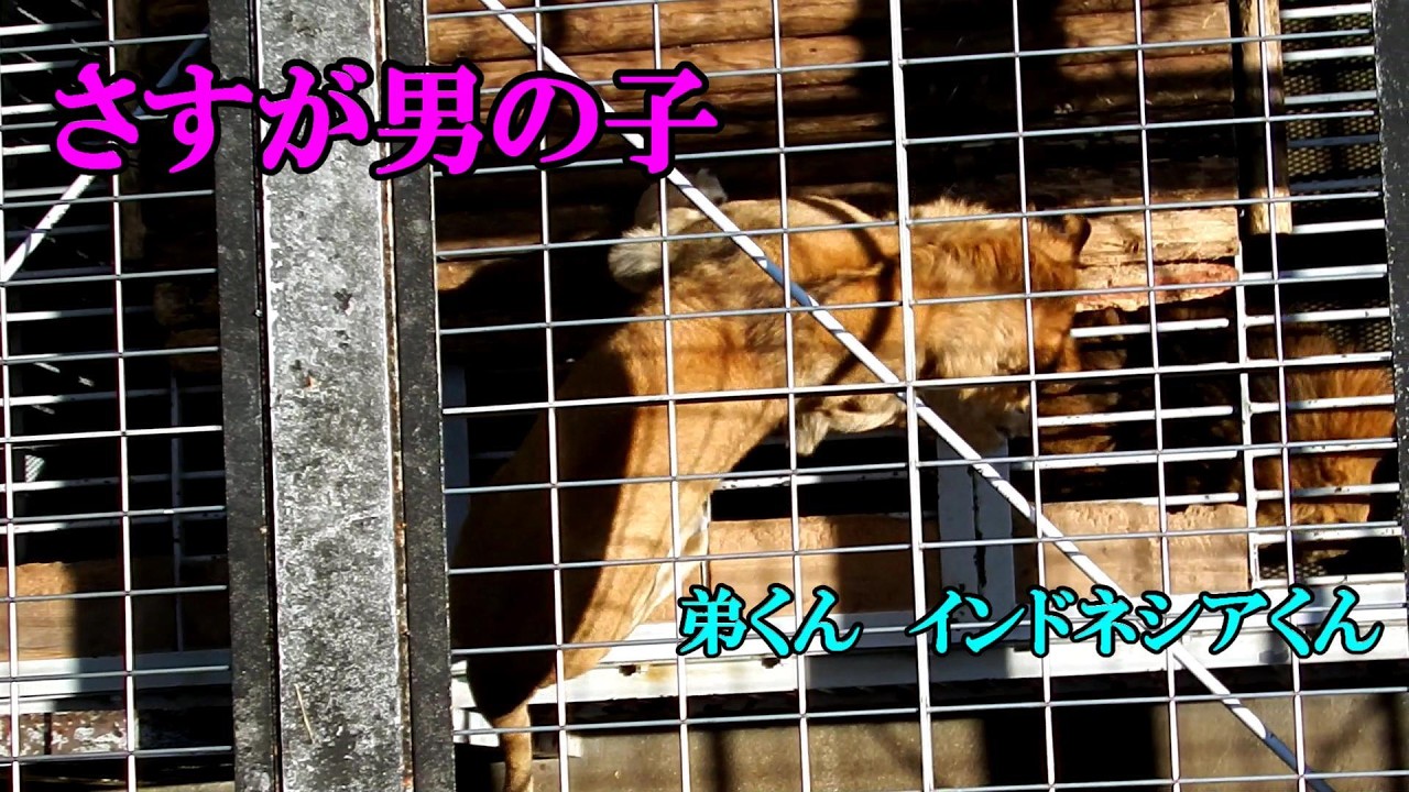 さすが男の子! ~ミオ親子とインドネシアくんの顔合わせ~ Lion (ライオン) 多摩動物公園