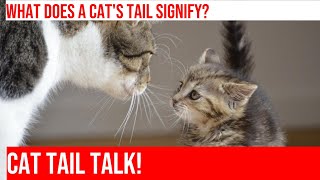 Why Does My Cat's Tail Fluff Up? Exploring Feline Body Language