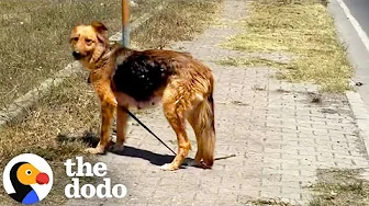 Dog Running Down The Highway Leads Guy To Her Puppies | The Dodo