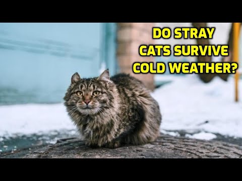 Video: Billige tips til at hjælpe en feralkatte Overlev vintermånederne