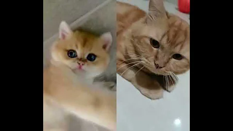 Video 5234551: shorthair cat kucing britishshorthair, kucing british shorthair kitten