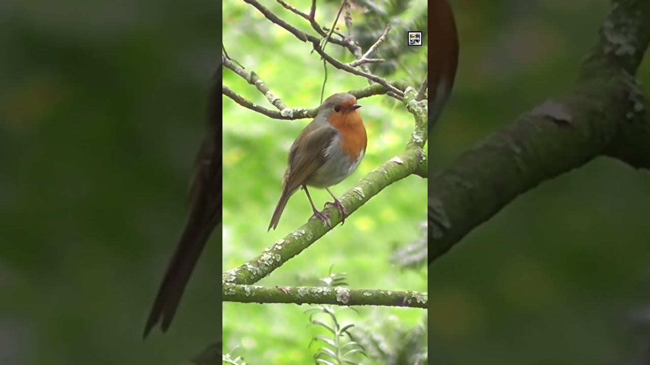 Quick Robin Facts - A SONG for Every SUNRISE - Animal a Day #shorts #animals