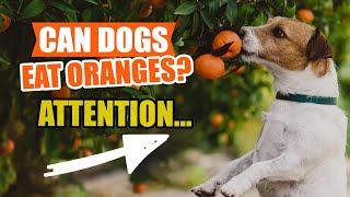 🍊¿Can DOGS EAT ORANGES? 🐶¡The Truth!