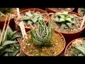 Коллекция хавортий / Haworthia collection