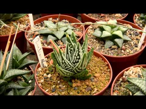 Video: Gestreifte Haworthia