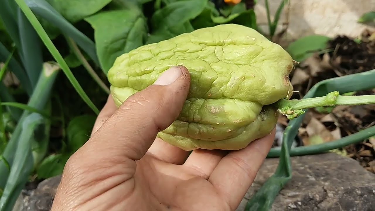 Como sembrar un chayote papa del aiore - YouTube