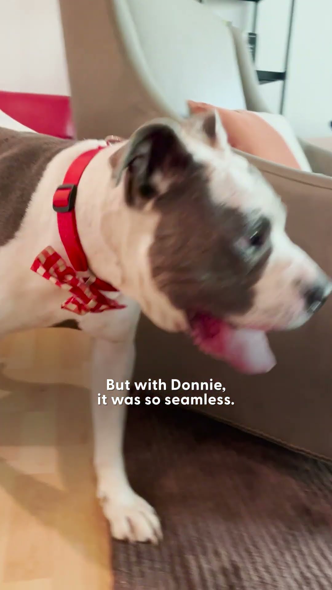 Pittie Who'd Been In The Shelter For Over A Year Finally Gets Adopted | The Dodo