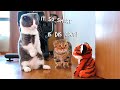 Cats Pranked By Fake Tiger | Compilation