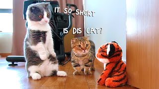 Cats Pranked By Fake Tiger | Compilation