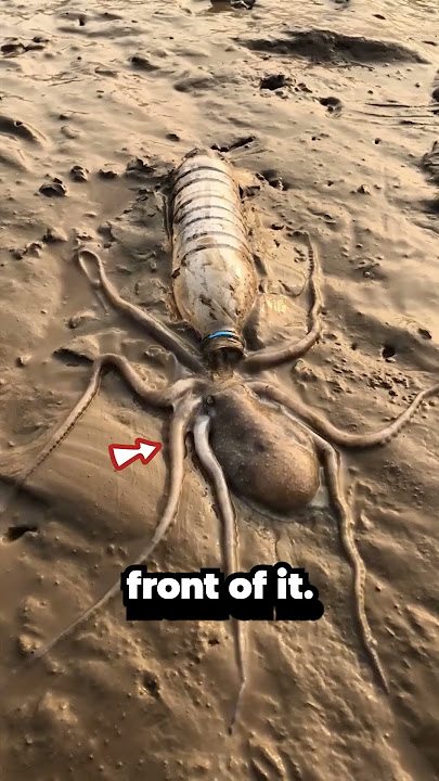 This Squid Forgot Where Its Home Was