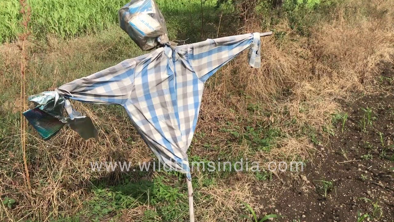 Onion farm visit to pyaz capital Lasalgaon, Western India | Scarecrow guards onion farm from birds