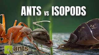 ANTS vs. ISOPODS - War or Truce?