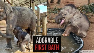 Baby elephant got his first ever bath after being saved #shorts #animalkingdom by People Are Wholesome 508 views 2 years ago 3 minutes, 23 seconds