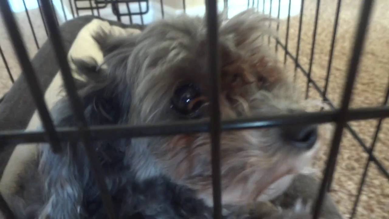 Truth Or Dare DOG Part 2 YouTube