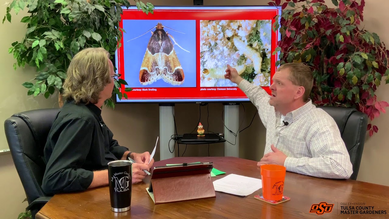 pantry moths - YouTube