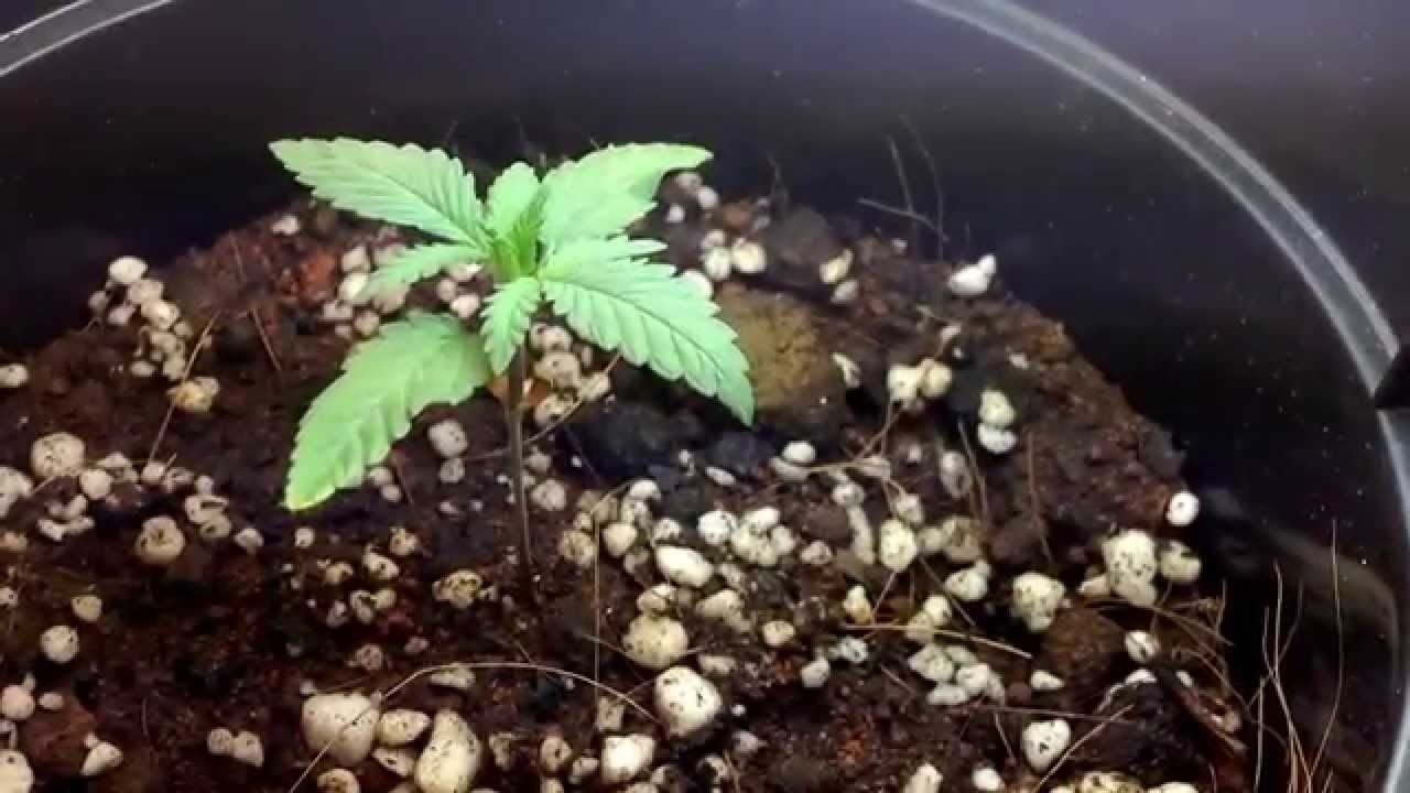 White widow x big bud grow indoor 3 weeks