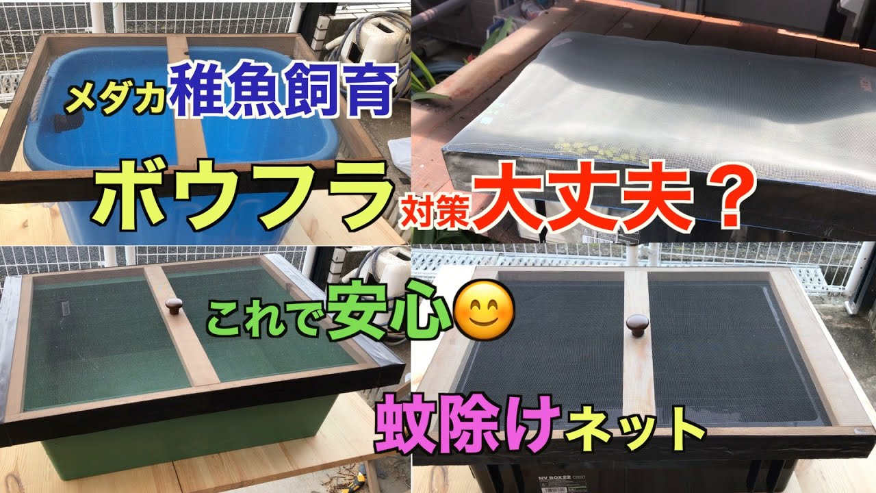 メダカ稚魚飼育 ボウフラ対策 蚊除けネット Diy これで安心 Youtube
