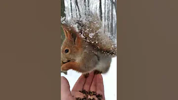 Показываю зачем белке нужен хвост / Showing why a squirrel needs a tail