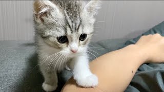 My kitten just got into the covers, so I'm sleeping with him [Scottish Fold]