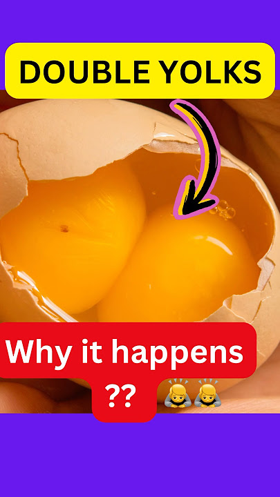 Why some eggs have double yolks ? | double yolk egg | double yolk egg kaise banta hai #shorts #egg