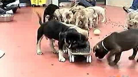 ASPCA: 13 Puppies (update: all have been adopted!)