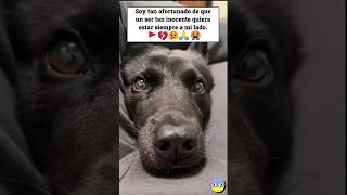 🥰Soy Tan Afortunado En Tenerlo A Mi Lado. 🐾😍