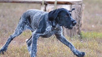 How to Adopt a Rescue German Wirehaired Pointer - What to Consider