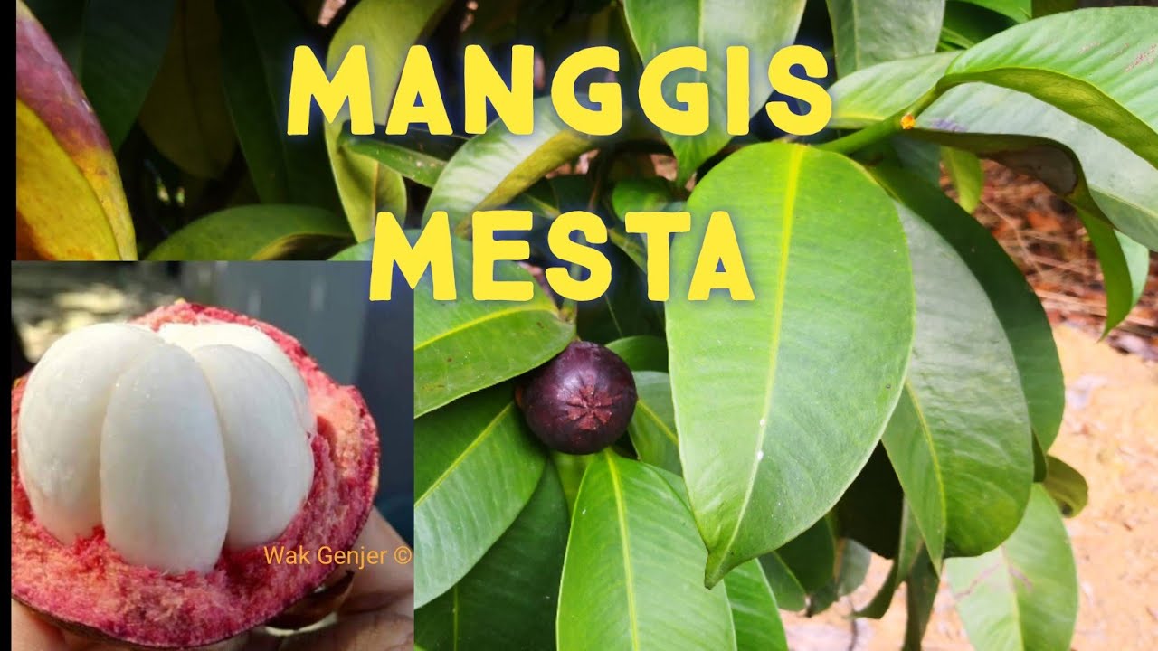 Manggis mesta vs Warisan Petani: