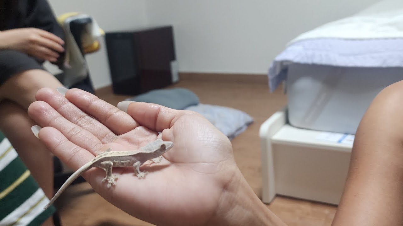 Lilly the gecko 